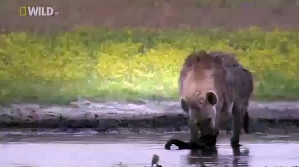 Discovery Channel: Animal Plant HD Discovery Video