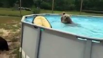 Un ours s'éclate dans une piscine pendant la canicule !