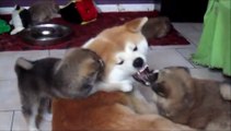 perro de raza - Akita Inu - mama con sus cachorros