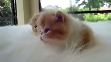 Aren't these babies the sweetest creatures ever