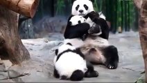 Heart-warming moment panda triplets meet mom for the first time