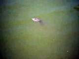 ATENCION !!! animal raro en el lago del parque morelos tijuana