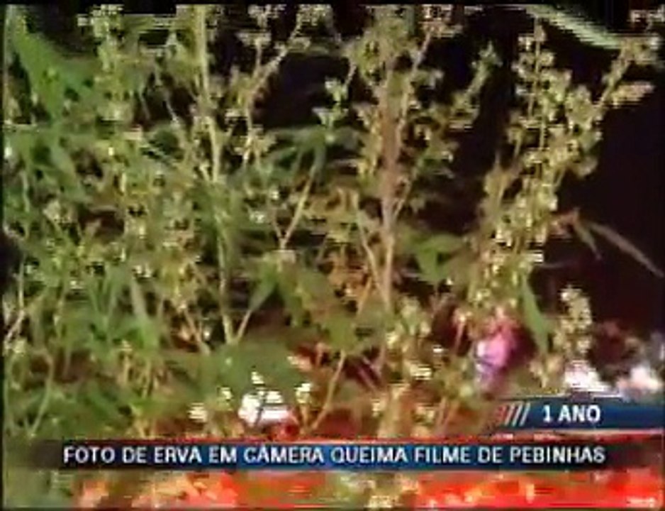 Maconha