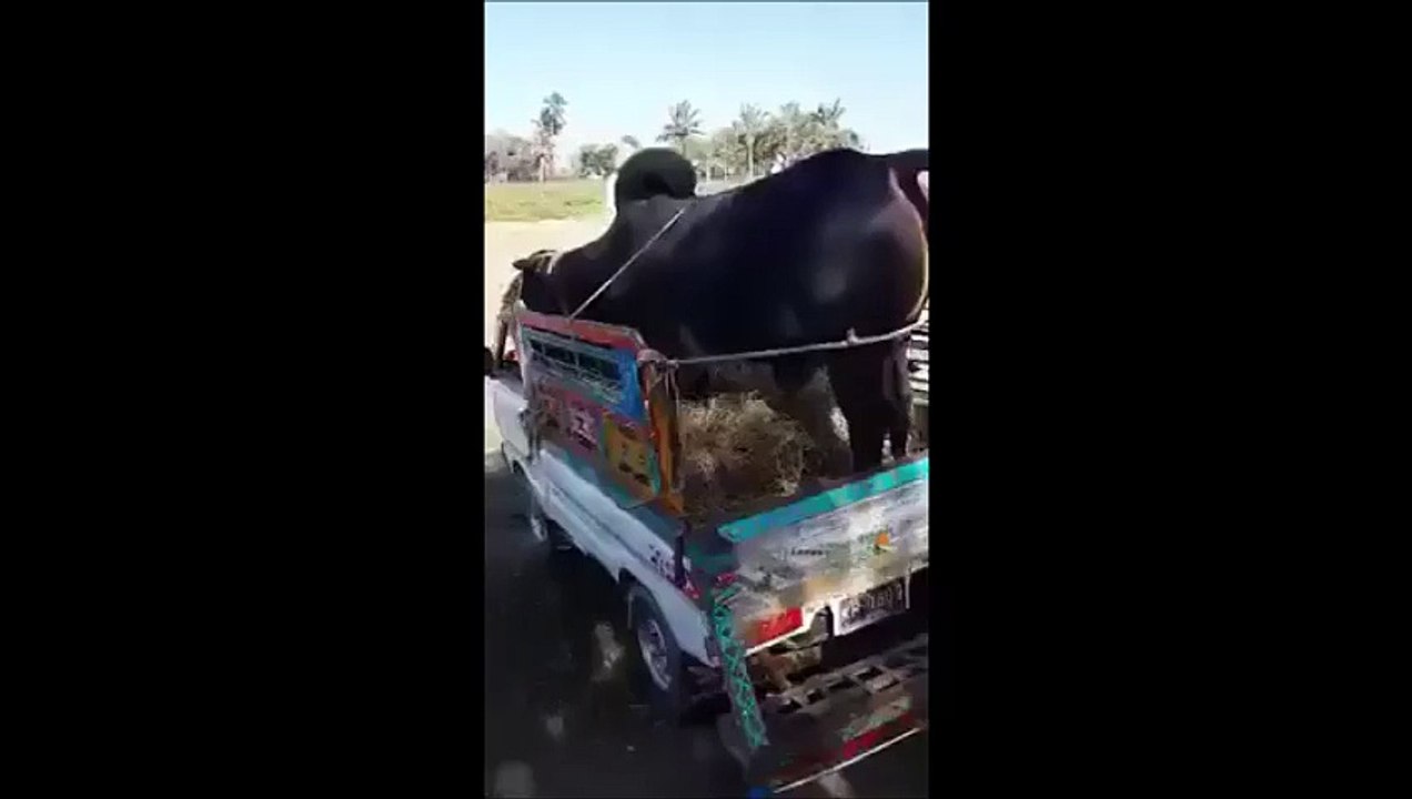 Big Bull in Small Vehicle Always Create Problems