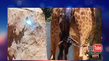 Giraffe is giving birth - live births
