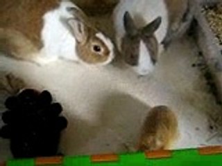 bébé lapin 15 jours (12)