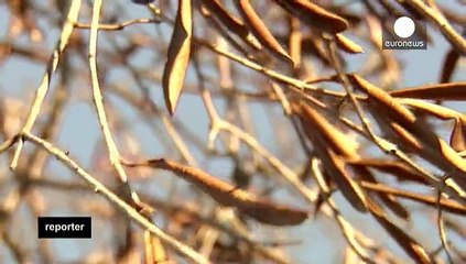 Battle for Italy's olive trees: deadly bacteria devastating groves in Apulia