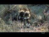 Single Hyena vs African Wild Dogs