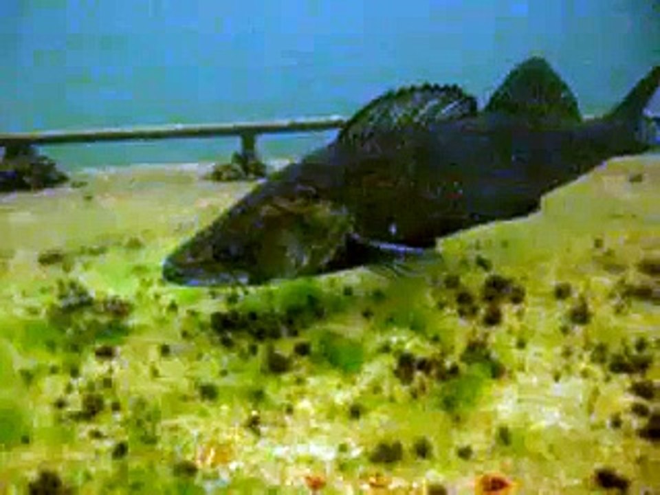 Snoekbaars in Grasbroek
