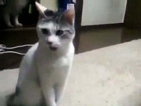 WIELCE ZDZIWIONY KOT - CO ZOBACZYŁ KOT?