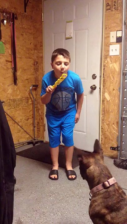 My Dog Likes Bubbles. So Funny