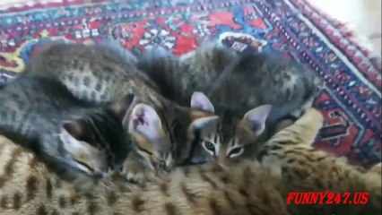 Cute Kitten And Her Mother Cat Playing And Sleeping
