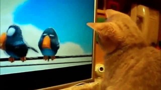 Hilarious Videos Of Cats 2014 - Best Funny Kitten Compilation