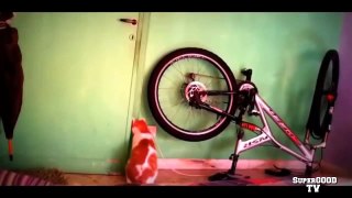 Funny Cats Compilation ПРИКОЛЫ С КОШКАМИ #32 РЖАКА :D