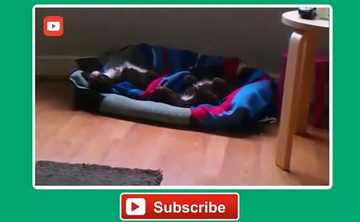 Funny Dogs Dreaming Compilation 2014 2