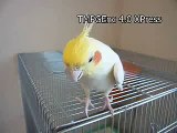 The real life chocobo! Cockatiel sings the Chocobo song From FF VII