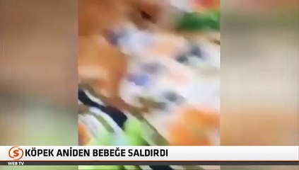 Köpek oynadığı bebeğin kafasını ısırdı