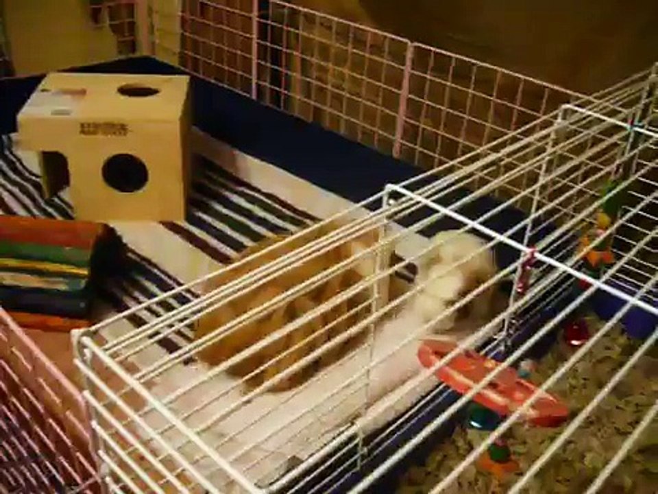 Popcorning in their New Cage