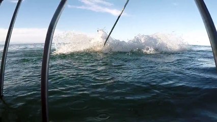 Panique : un requin attaque une cage de plongeurs !