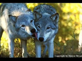 L'amour chez les loups