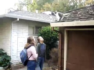 Cat Jumping Off a Roof