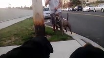 Rottweiler Vs Pitbull Attack,Rottweiler Vs Pitbull Fight Video
