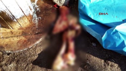 İzmir'de at eti operasyonu