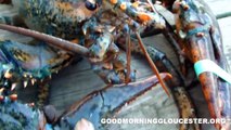 Triple Pincher Clawed Lobster Landed At Captain Joe's Video