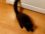 Black Maine Coon Kitten Talking