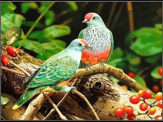THANKS OF GREAT ALLAH VIDEO 12 WITH BEAUTIFUL SIGHTS OF BIRDS