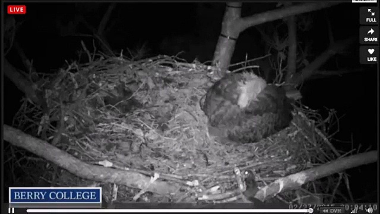 2015 02 27 Berry College Eagles:  Rocky Strikes Again