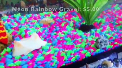 Betta Fish Tank Tour