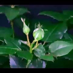 VID-20150703-WA0004.mp4
