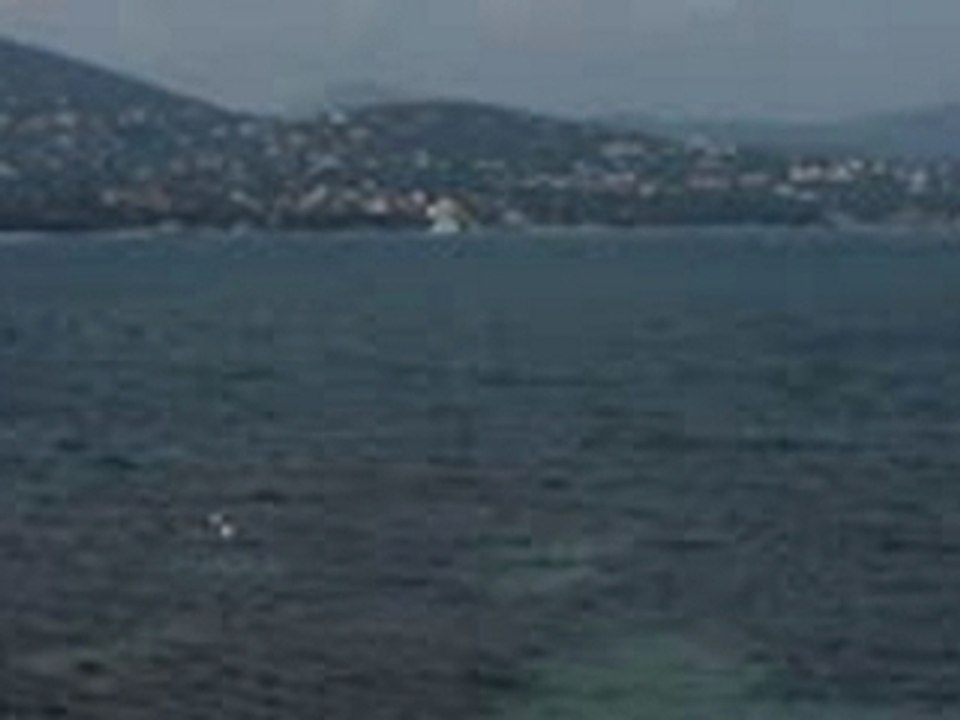 Mouettes en action de pêche St Tropez