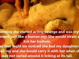 Dog Fakes Birth & Sucks her own UDDERS (tits) Fakes having a Baby (REAL)
