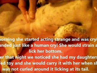 Dog Fakes Birth & Sucks her own UDDERS (tits) Fakes having a Baby (REAL)