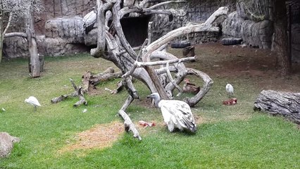 Rare footage of a vulture eating some meat