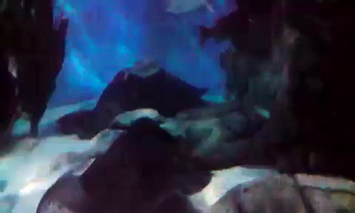 shark & stingrays