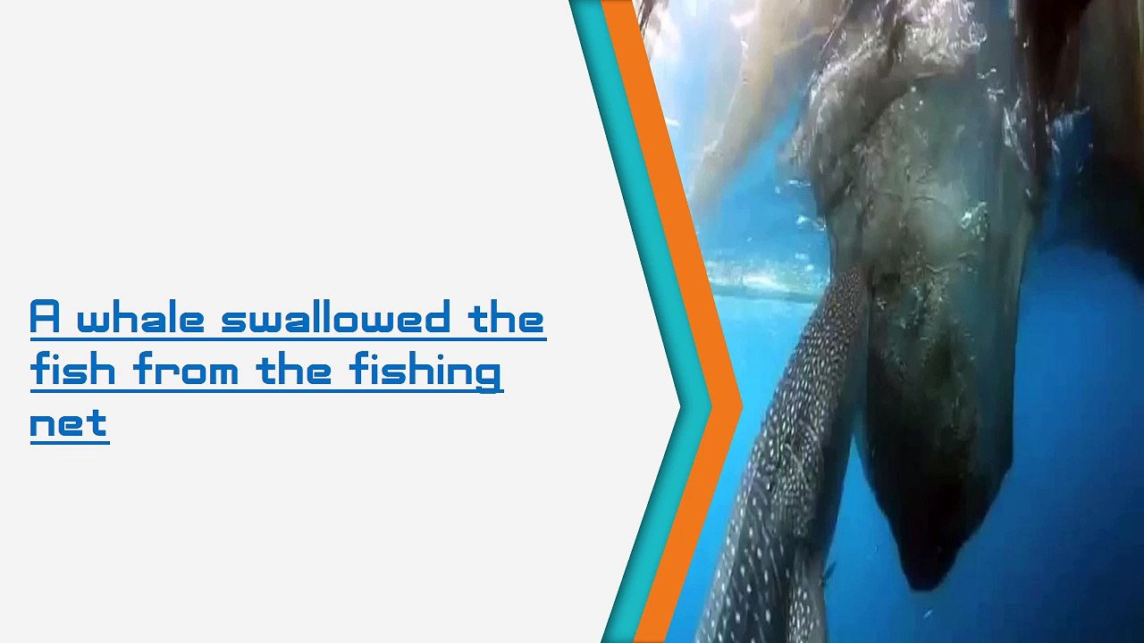 A whale swallowed the fish from the fishing - iBN Tube