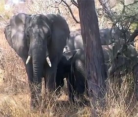 schijnaanval afrikaanse olifant