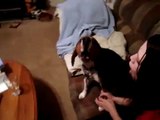 Howling Beagle
