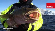 Winter fishing for cod in Norway / Angeln auf Winterdorsch in Norwegen