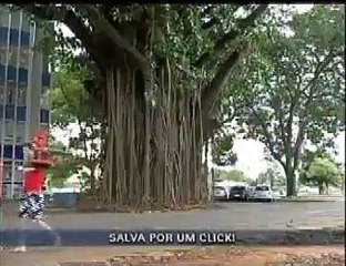 Gameleira em pé na Asa Norte
