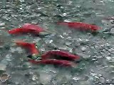 Adams River Salmon Spawning