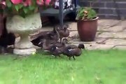 Female Mallard Duck and 9 Ducklings feeding