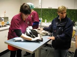 Professionele gebitsreiniging bij de hond