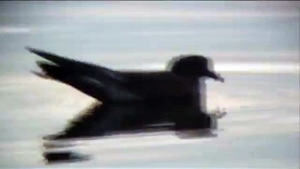Leach's Storm Petrel (Oceanodroma leucorhoa)