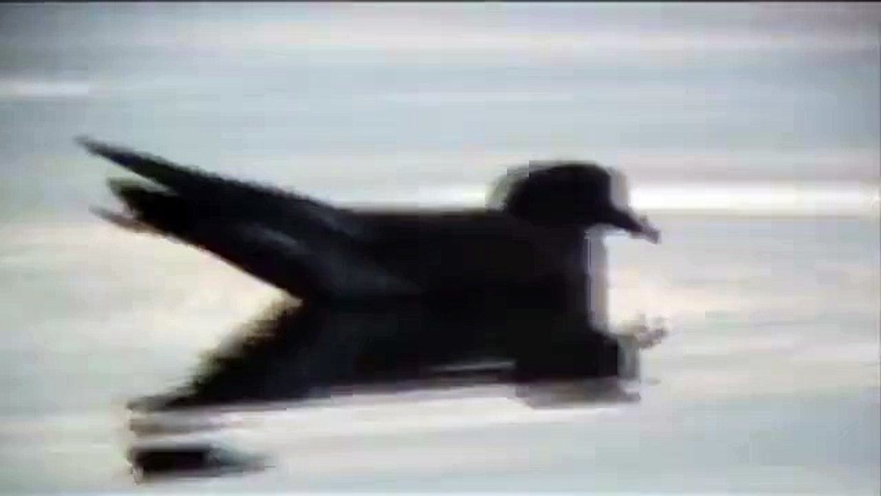 Leach's Storm Petrel (Oceanodroma leucorhoa)