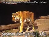 Zoo Besuch 60er Jahre 8mm Schmalfilm Zoo Tiger Sixties
