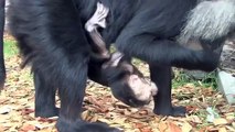 シシオザルの赤ちゃん　母から離れて探検~Lion-tailed macaque Baby